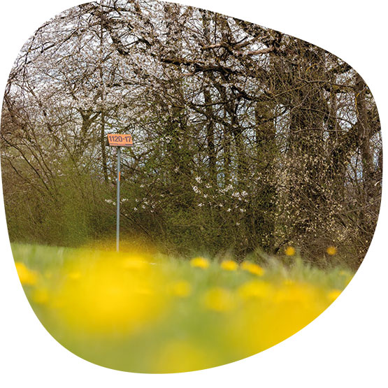 FOGA-Strategie 2020 bis 2025